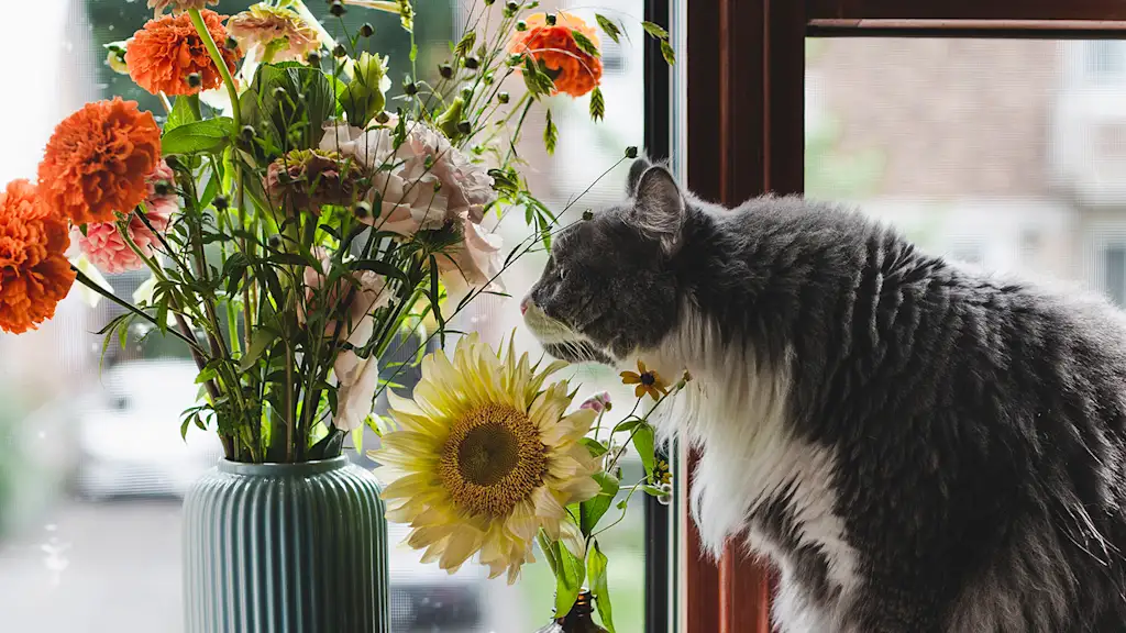 cat smelling a bouquet of flowers