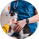 Cat Care & Behavior Tips