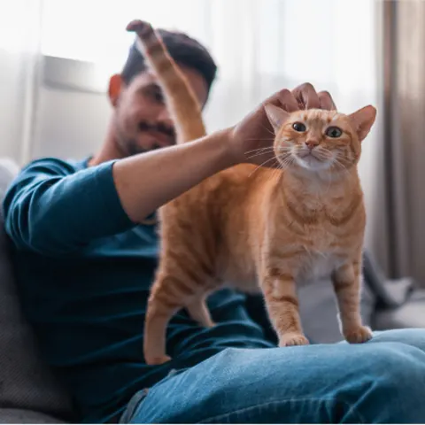 man petting an orage cat who is standing on his lap