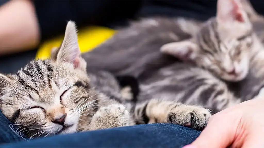 2 kittens sleeping