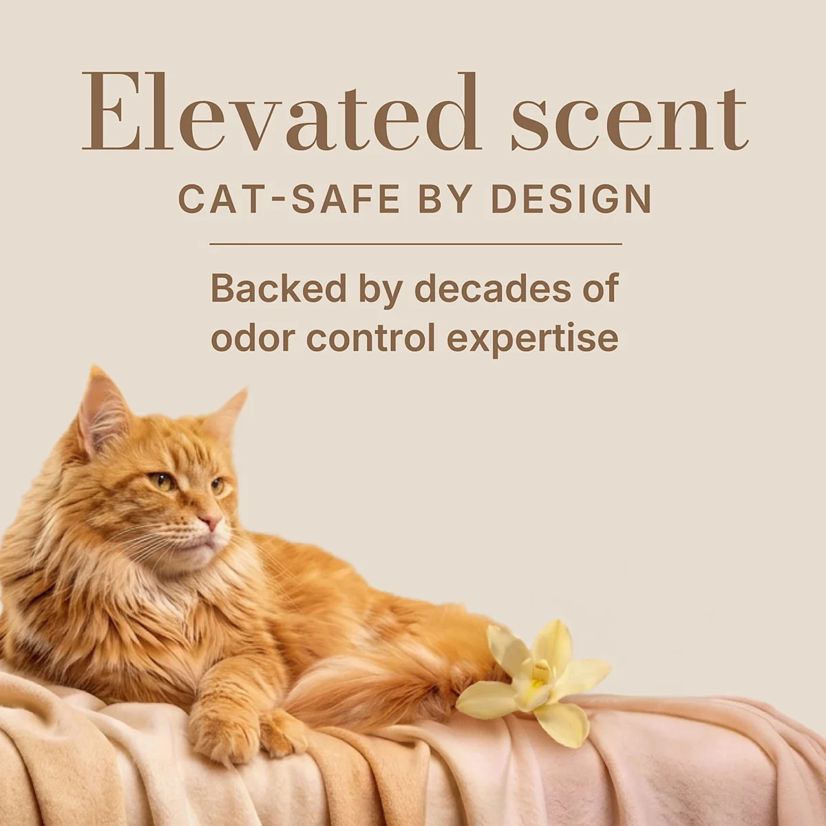 Orange cat resting on a blanket with flowers against a beige background