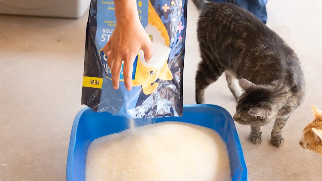 Cleaning a littler box with fascinated cat