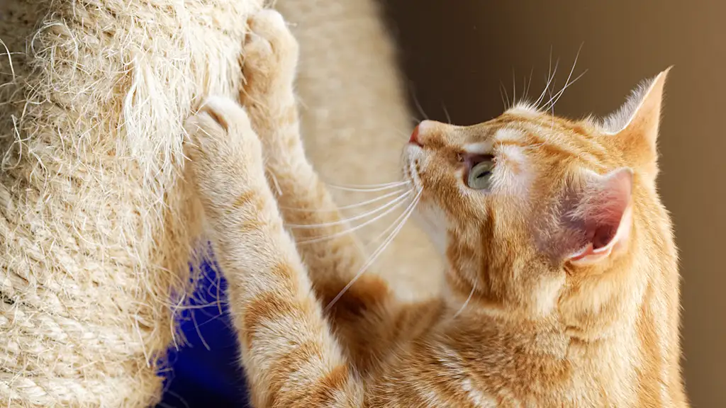 cat scratching a post