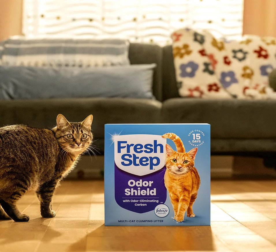 A cat in a living room next to a box of Odor Shield cat litter
