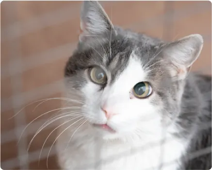 Gray and white cat looking through the bars of a crate