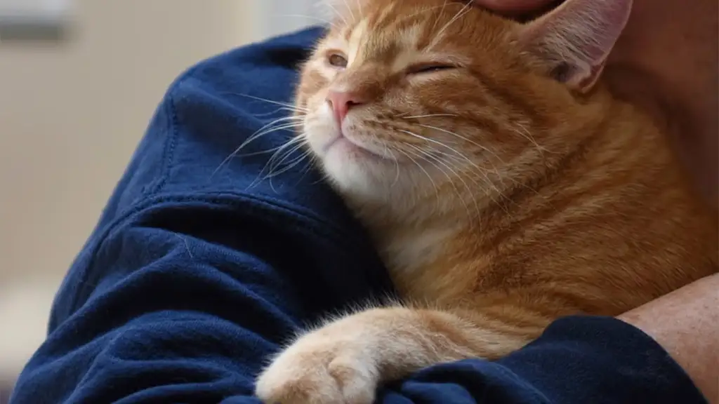 person snuggling a cat