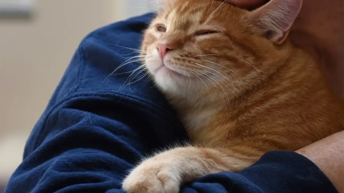 person snuggling a cat