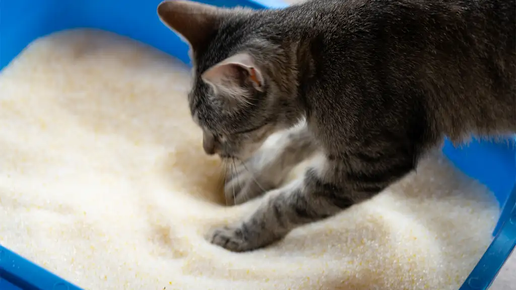 cat scratching at litter box