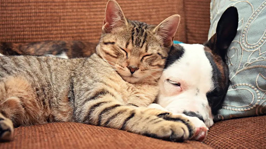 tabby cat and dog