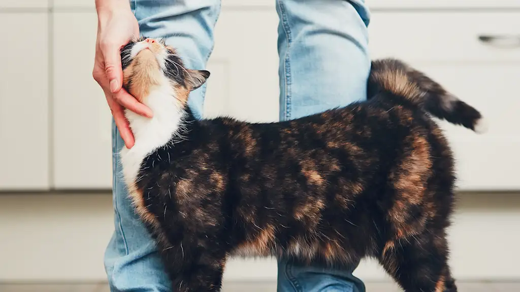 cat rubbing against a person's legs