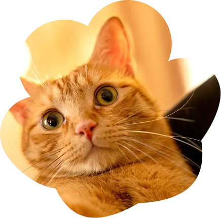 Orange cat with wide open eyes
