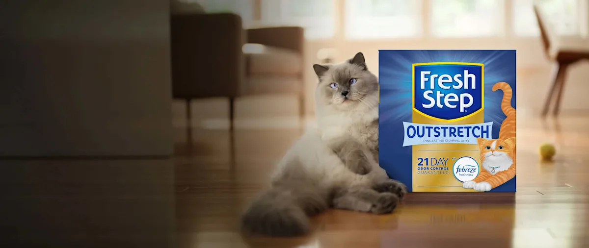 A box of Fresh Step Outstretch cat litter, a Siamese cat leaning against it, blurred background of a living room