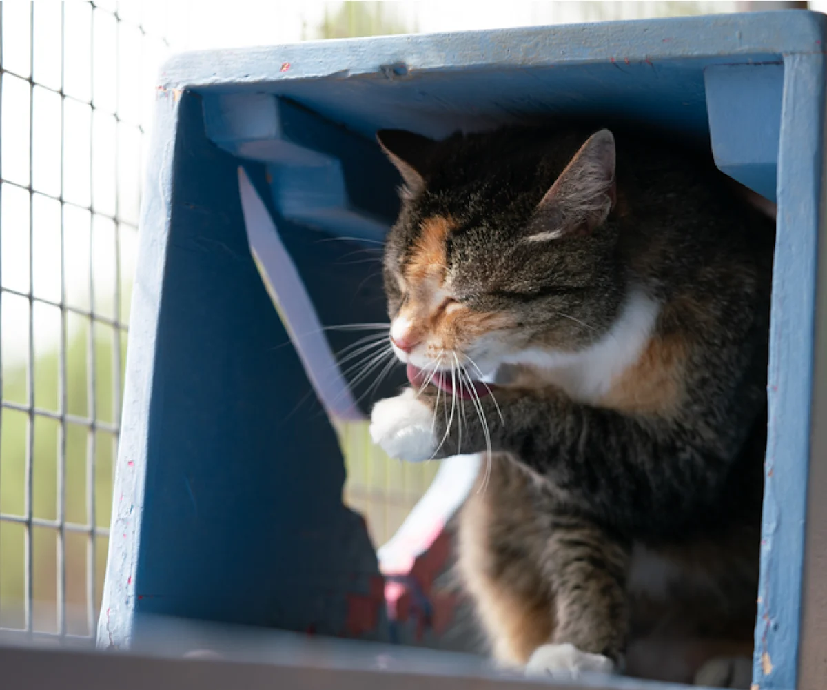 Cat in a crate licking its paw
