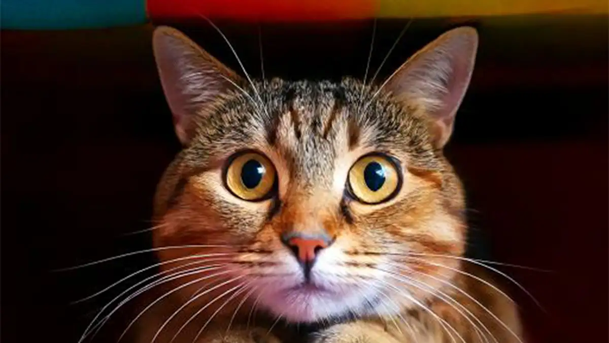 worried cat