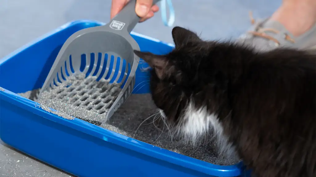 cat in a litter box with a person scooping litter