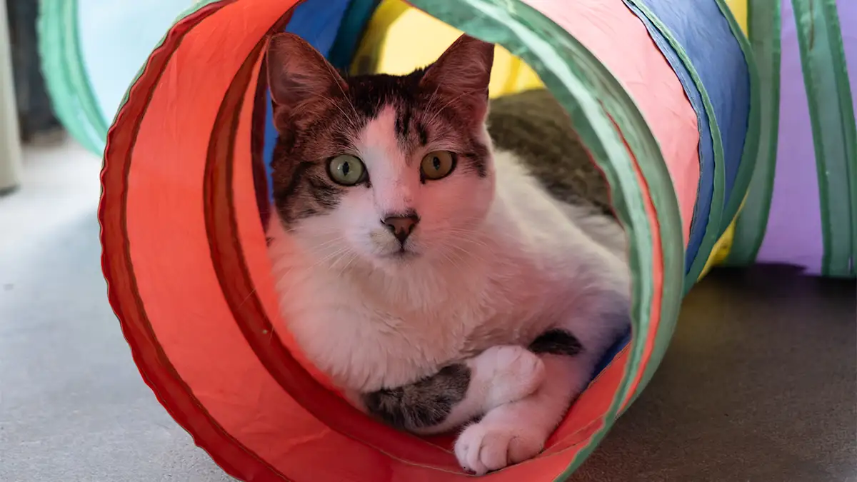 cat inside a play tunnel