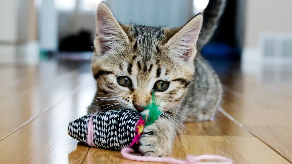 Kitten playing with yarn ball