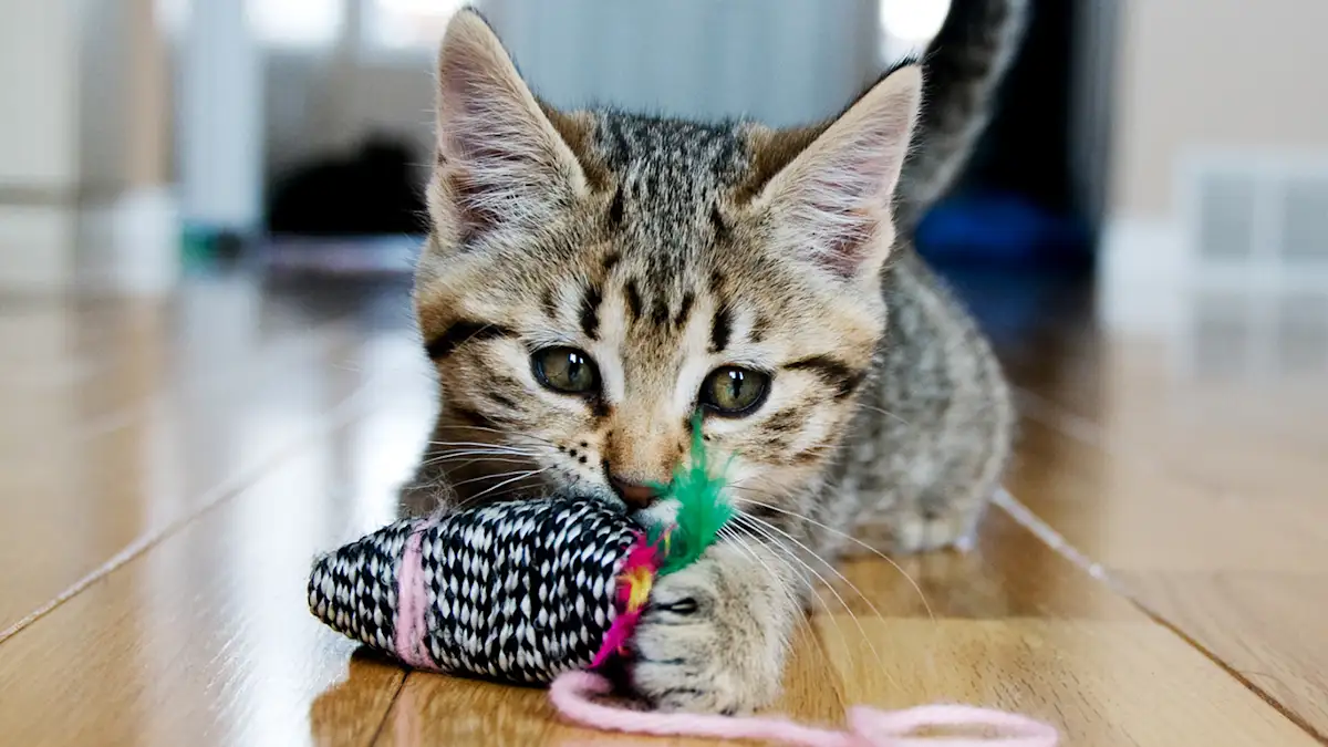 Kitten playing with yarn ball