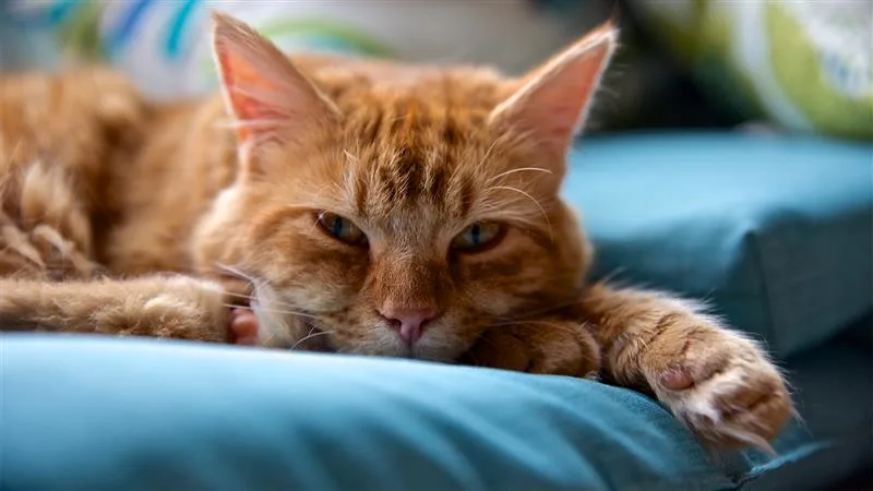 lethargic cat