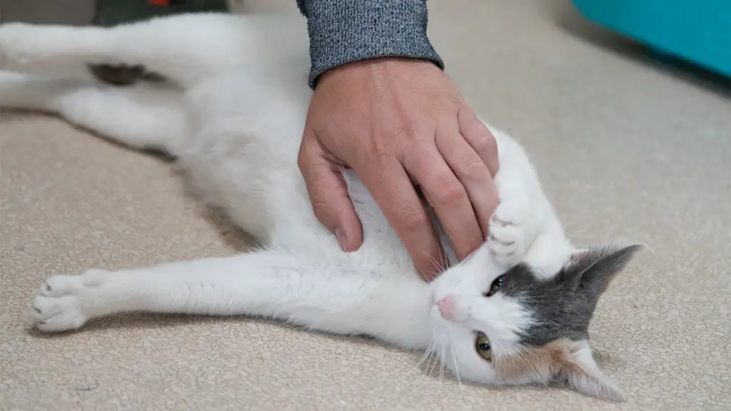 cat lying on the floor being petted