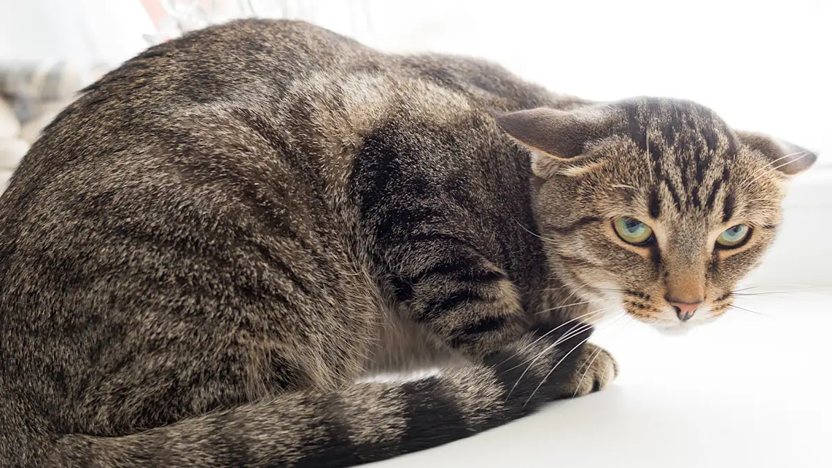 tabby cat with its ears flattened on head