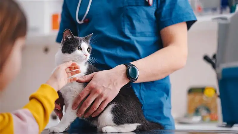Vet with very alert cat
