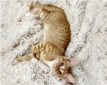 A yellow tabby cat lying on a fluffy white blanket