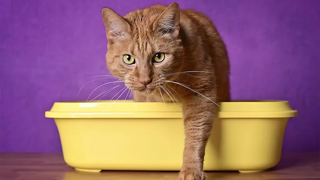 cat stepping out of a yellow litter box