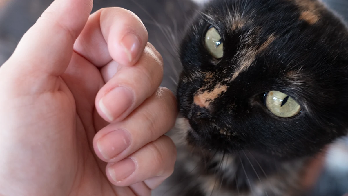 hand petting a tortoise shell cat