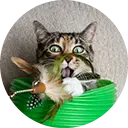Cat Enrichment Tips