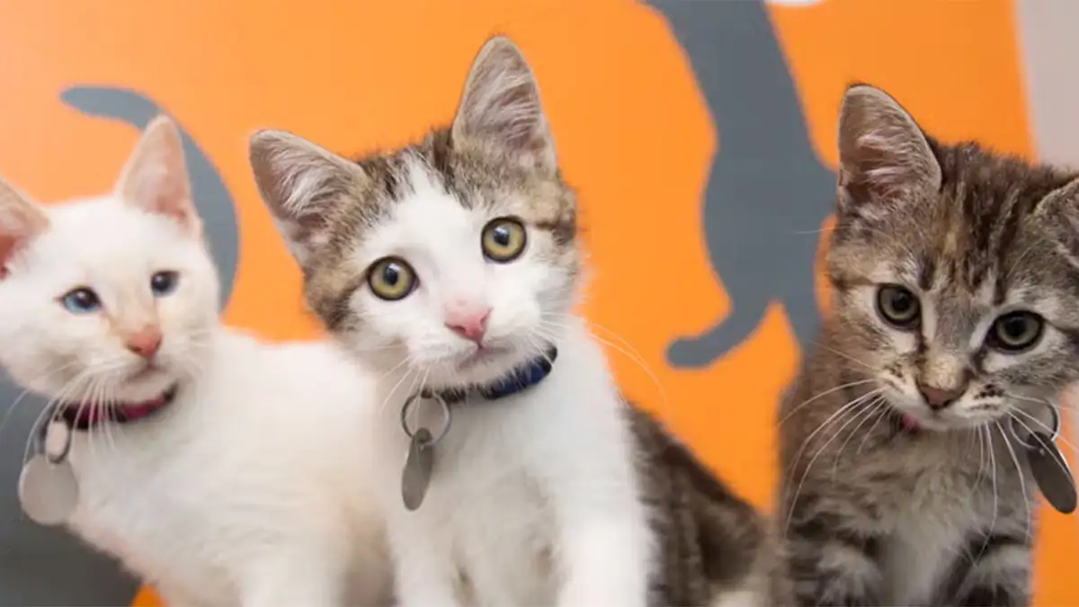 three kittens with orange background