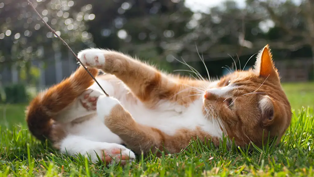 kitten playing in the grass