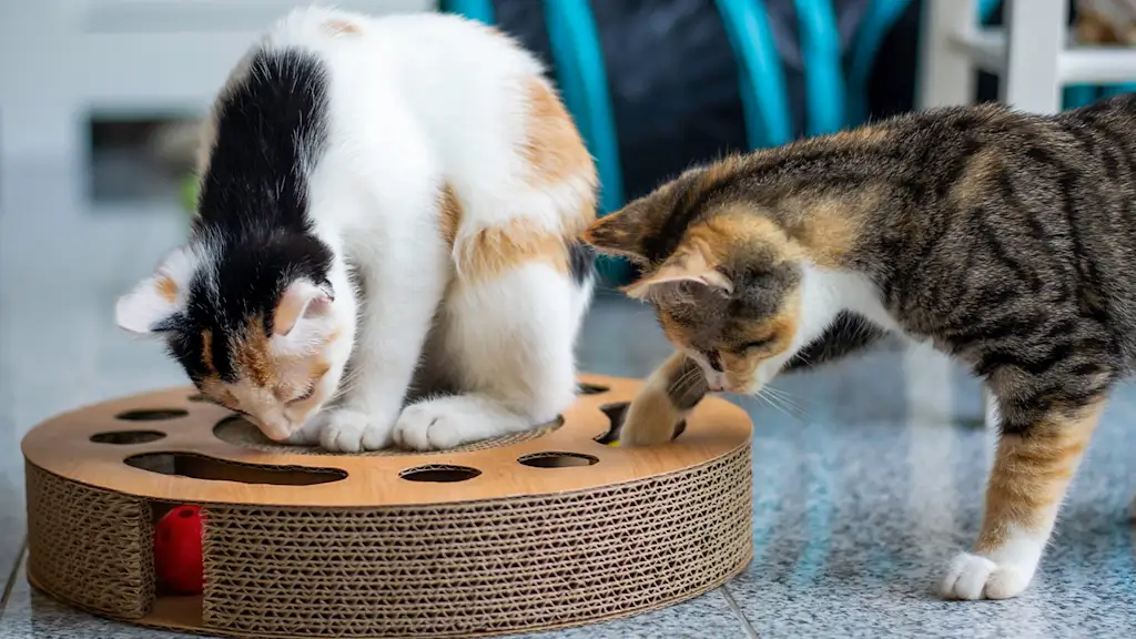 two cats playing with toy