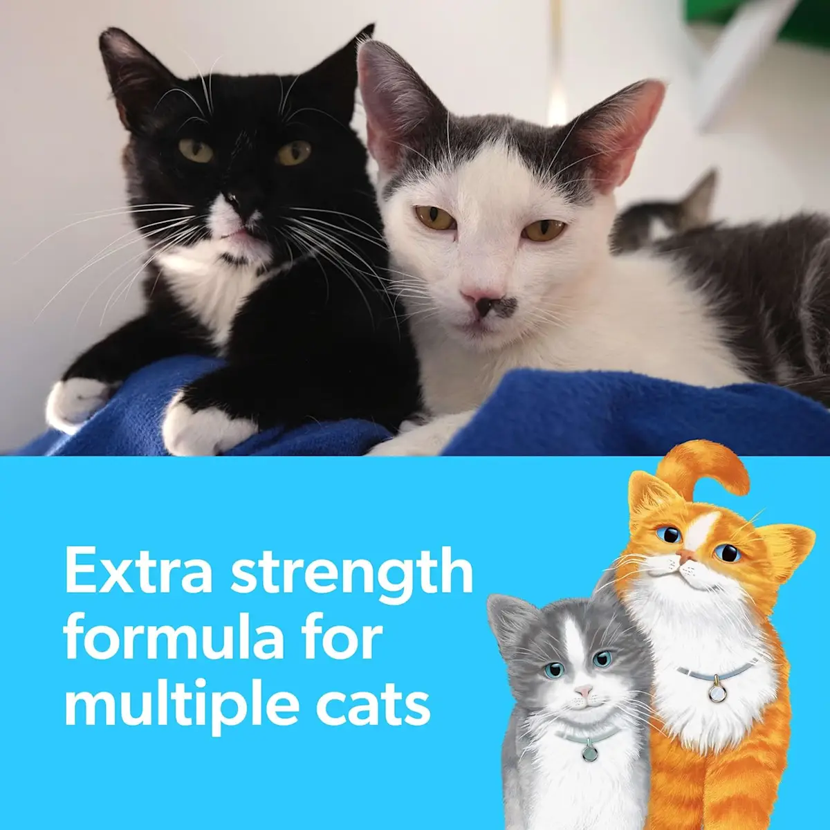 Extra strength formula for multiple cats, two cats snuggling and two illustrated cats in the foreground