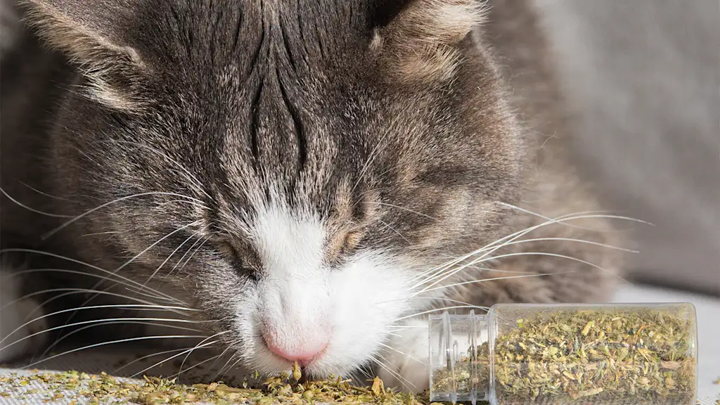 gray cat eating catnip