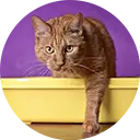 Litter Box Tips
