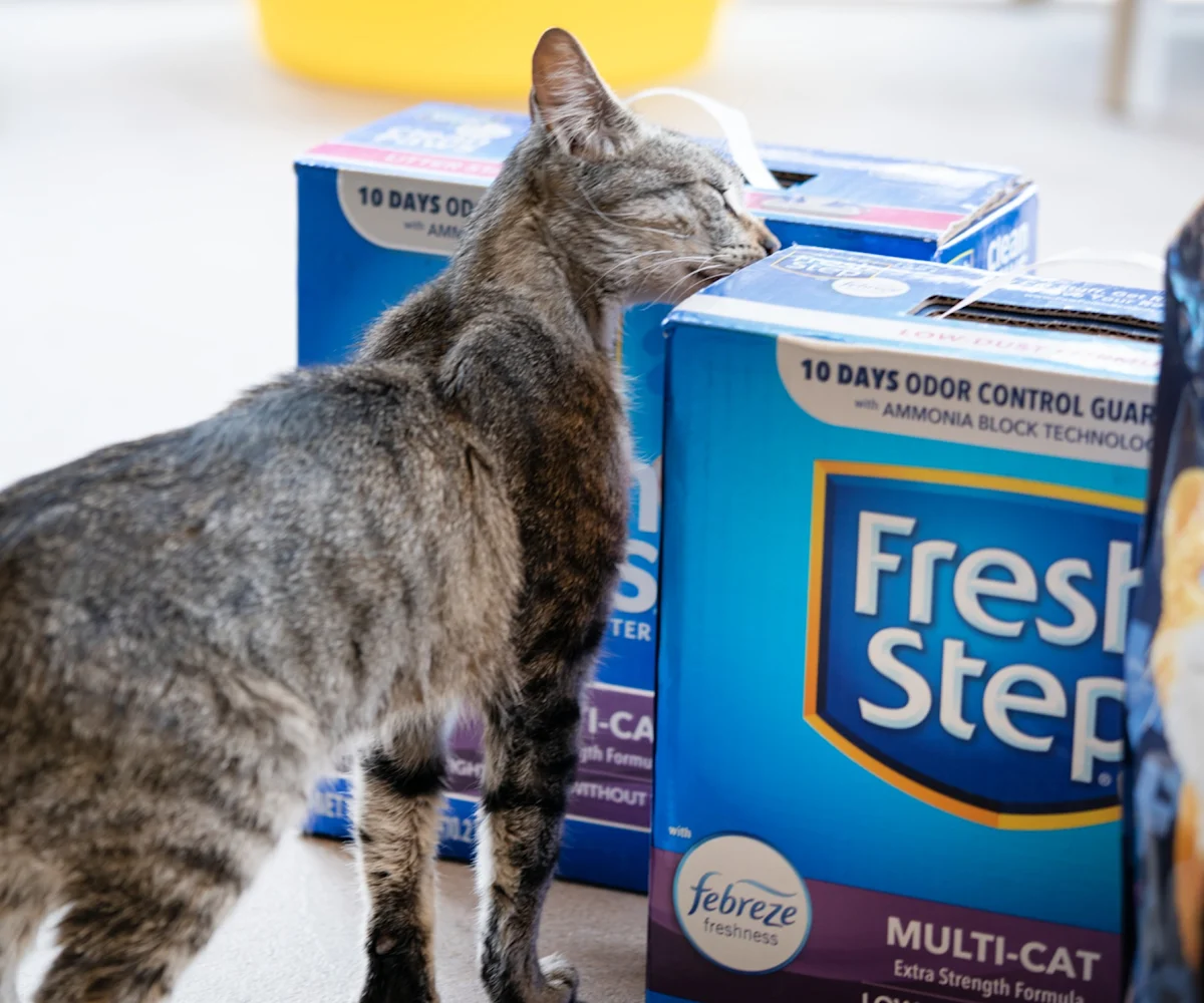Kitty smelling boxes of Fresh Step cat litter
