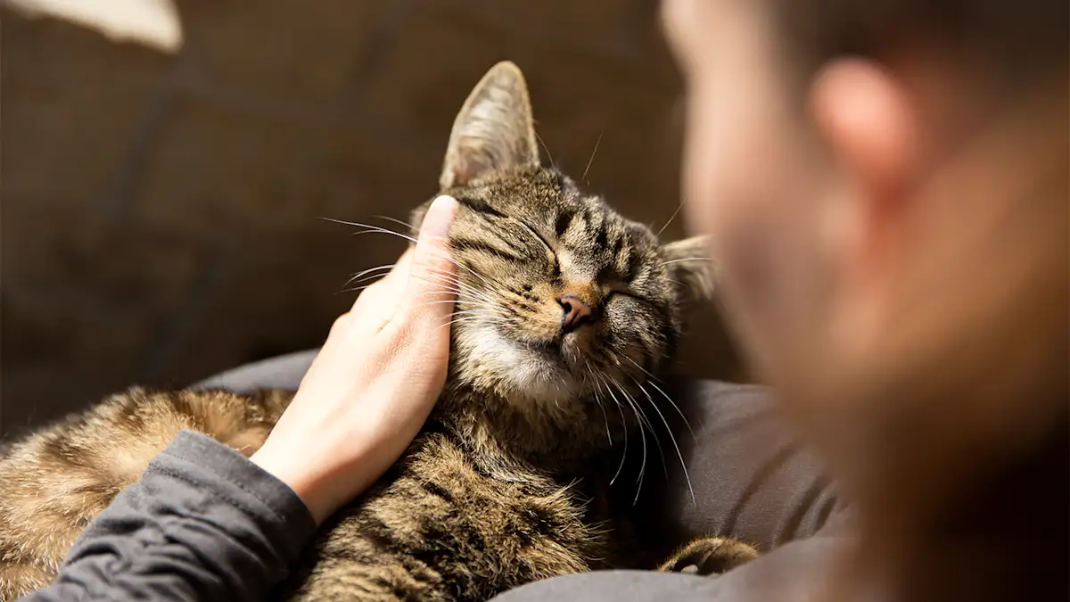 person snuggling a cat