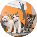 Cat Adoptions Tips