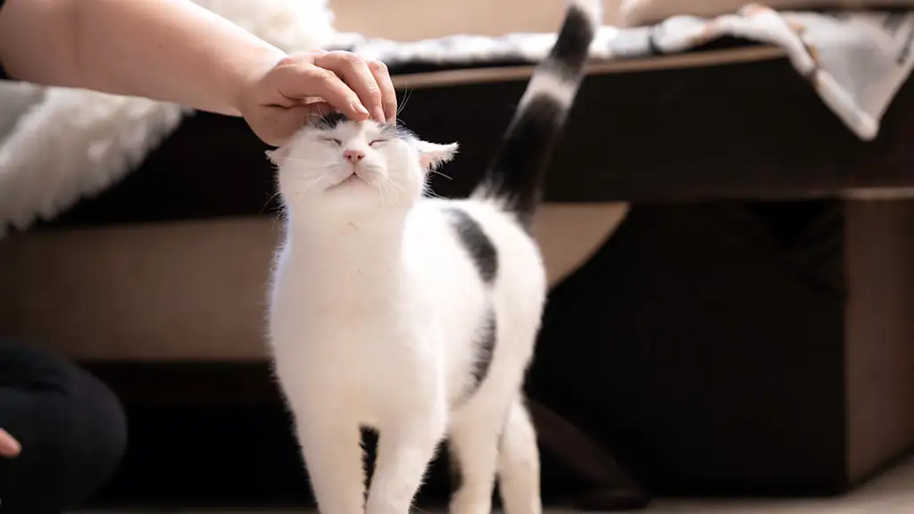person petting a cat on the head