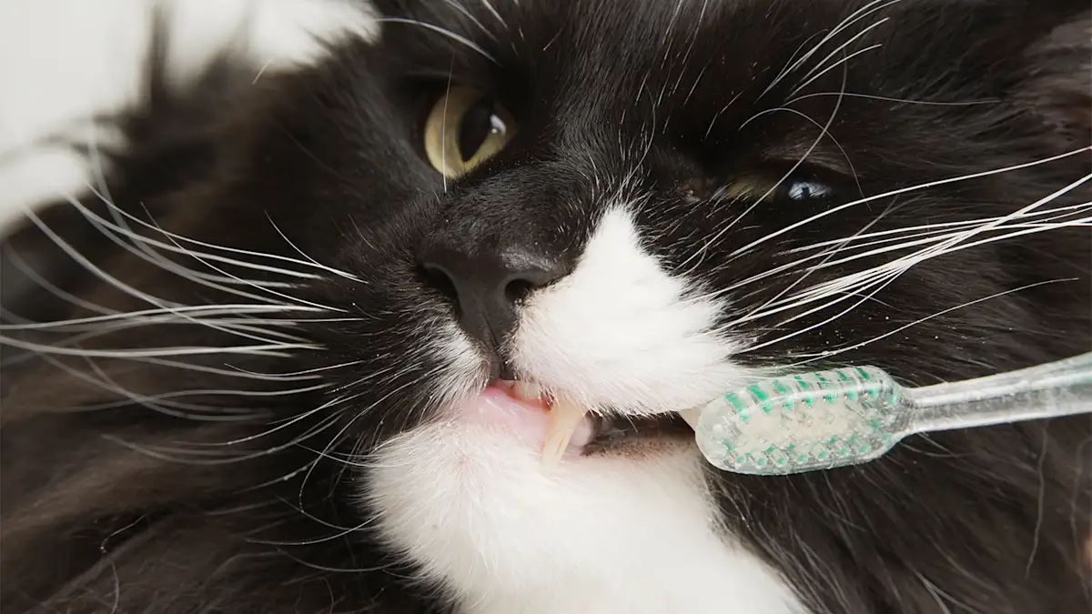 brushing cat's teeth