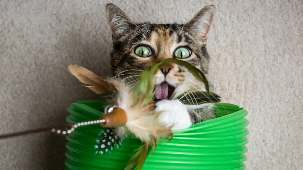 Cat biting at a feather toy from inside a green tube