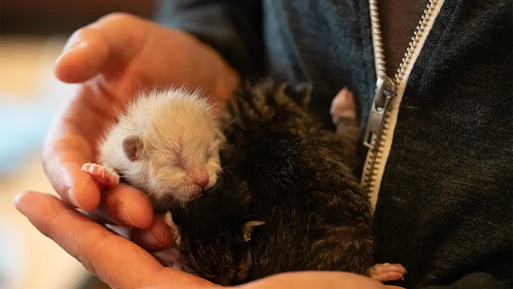 newborn kittens