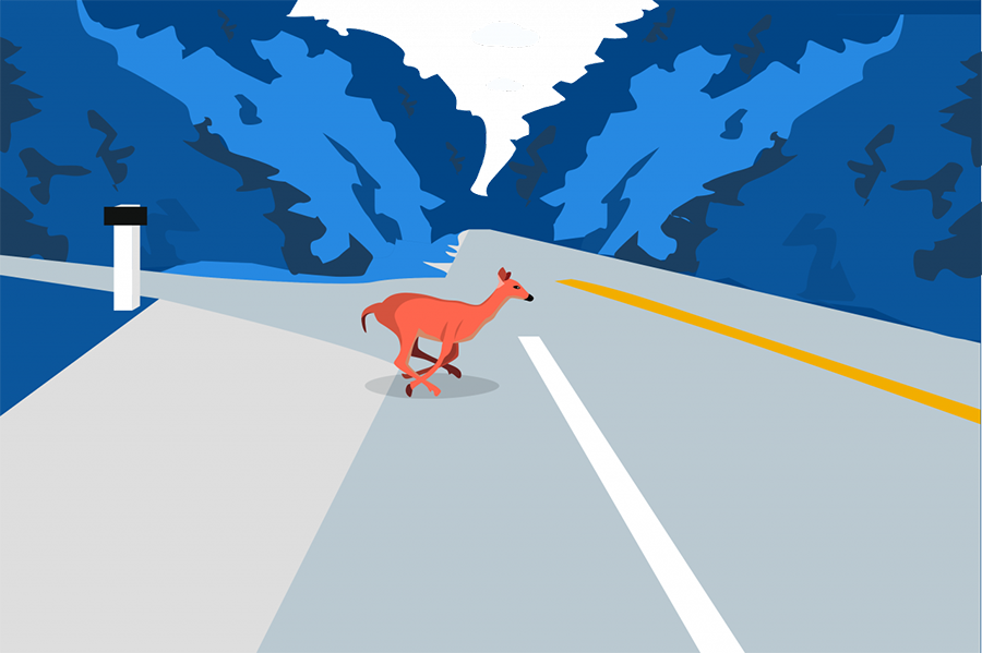 Impending collision deer