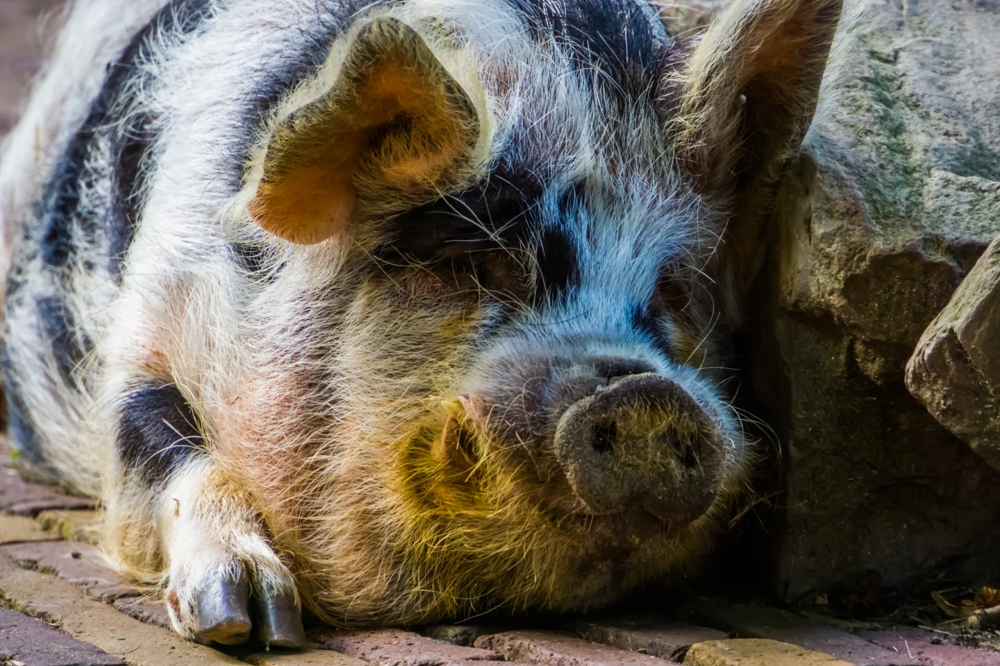 closeup-of-the-face-of-a-domestic-pig-popular-zoo-and-farm-animals-picture-id1197003546