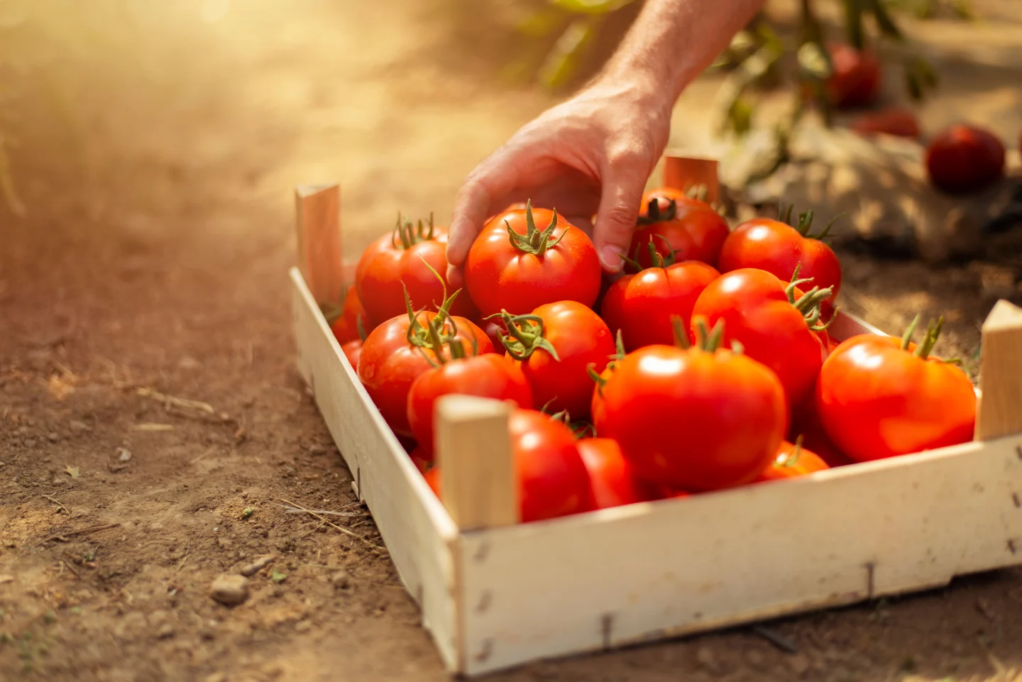 freshly-picked-organic-red-tomato-picture-id1158910292