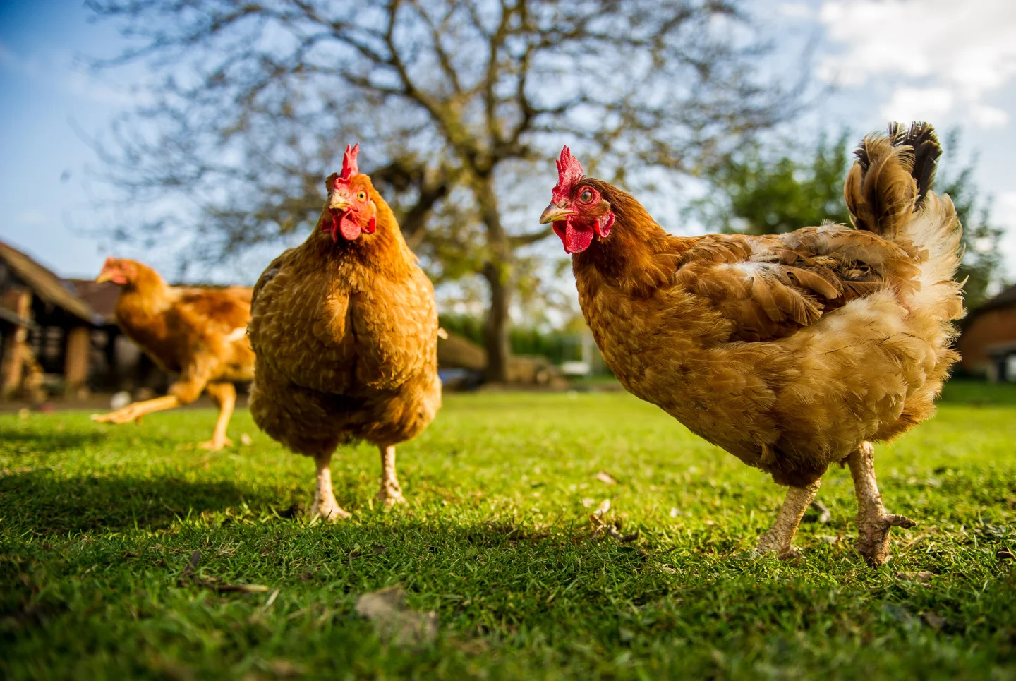 chicken-or-hen-on-a-green-meadow-picture-id1217649450