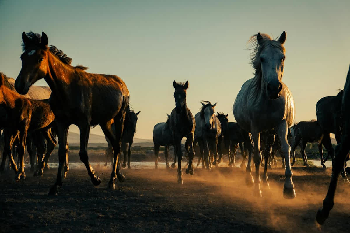 Featured image of Have You Heard the Sound of Hooves Drawing Near? 