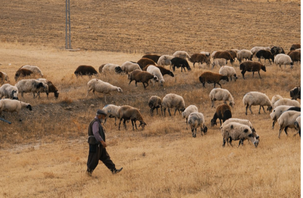 Featured image of 2 Samuel Chapter 23 - Heart of A Good Shepherd