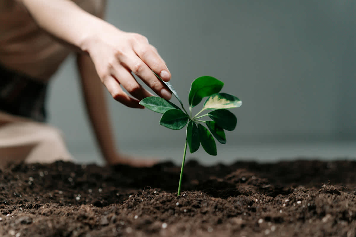 Featured image of 1 Peter Chapter 2 - Living as God’s Chosen People